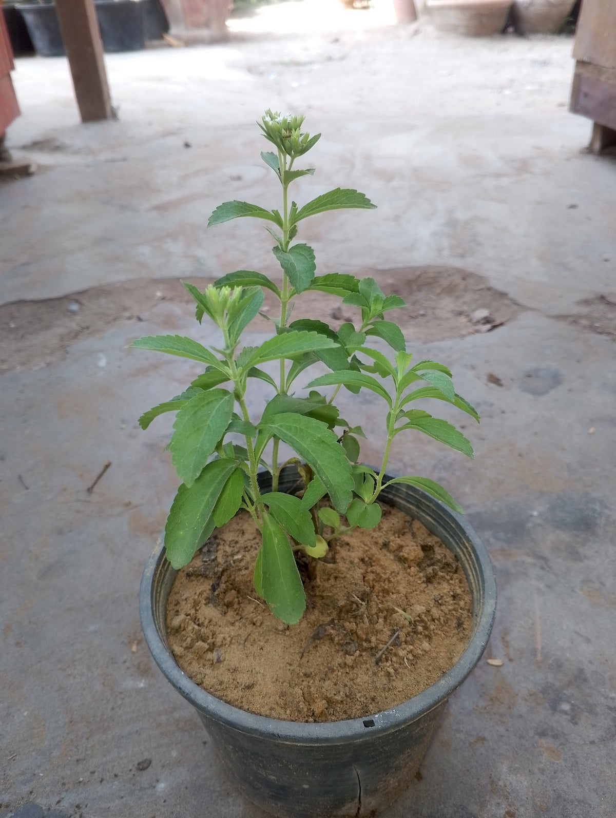 Stevia