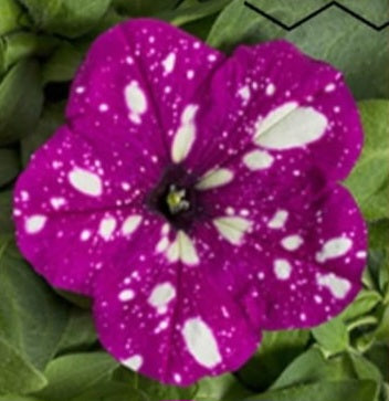 Petunia flowering seedling per dozen