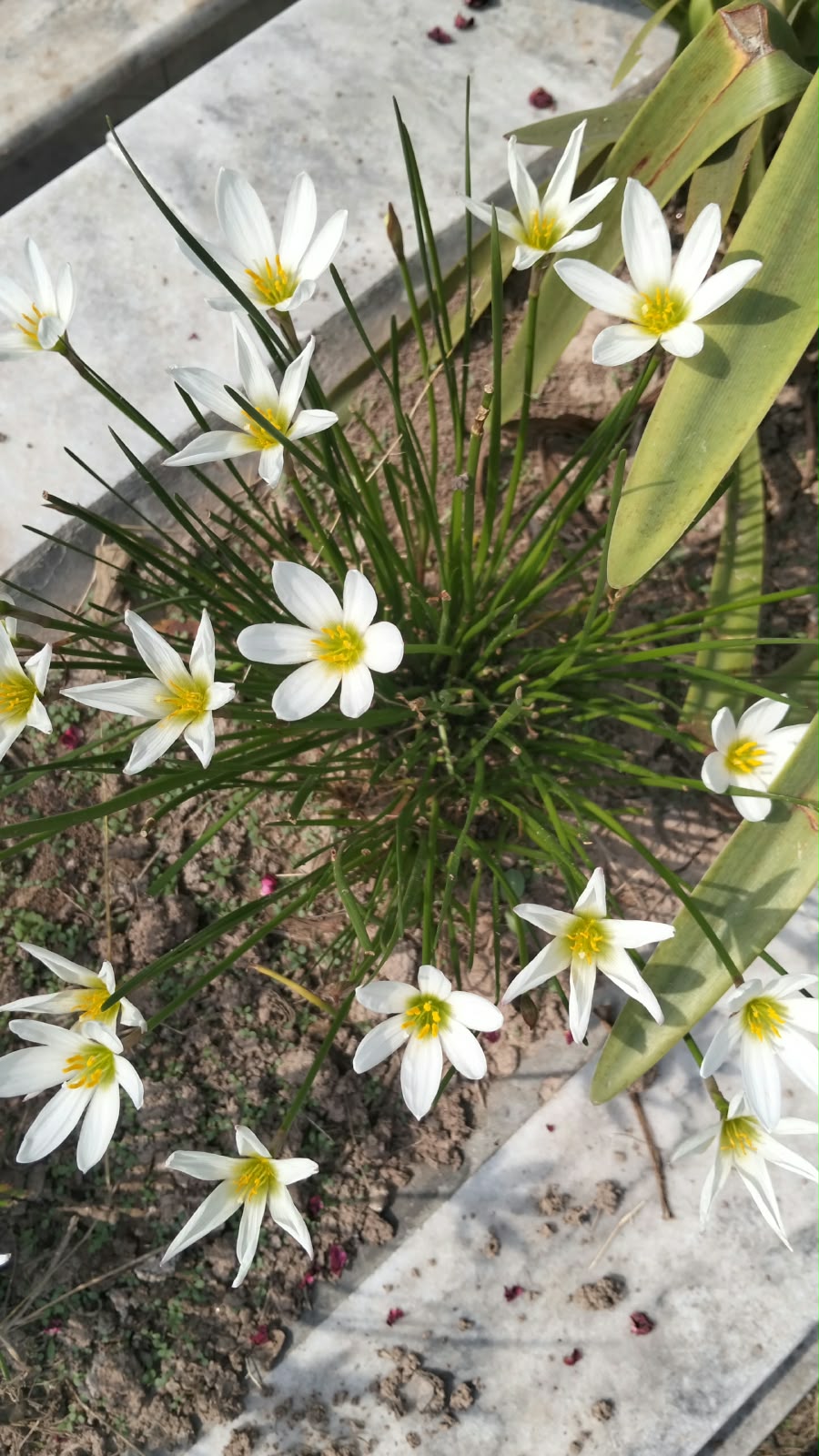 Rain lily bulb