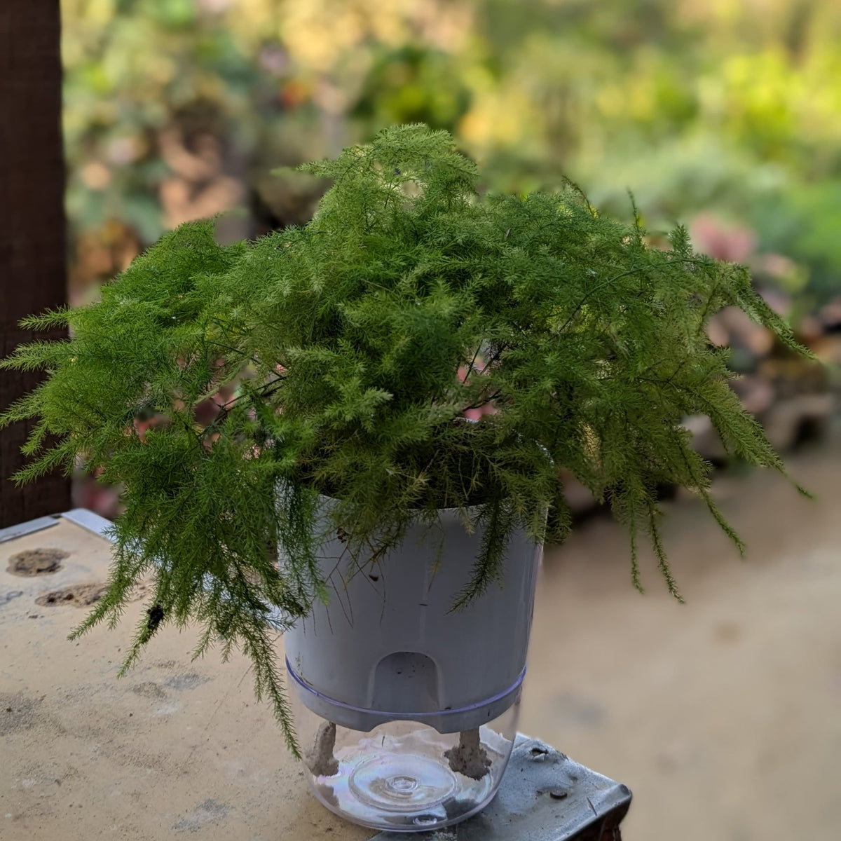 asparagus plamusus
