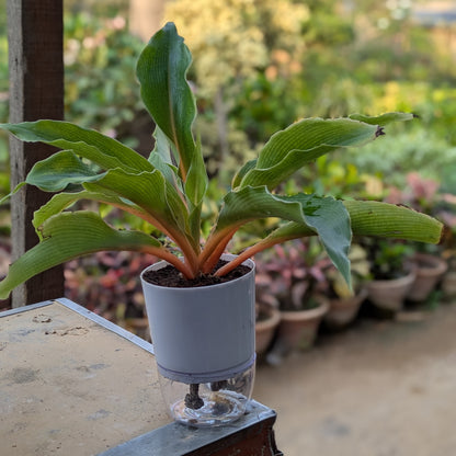 chlorophytum orange