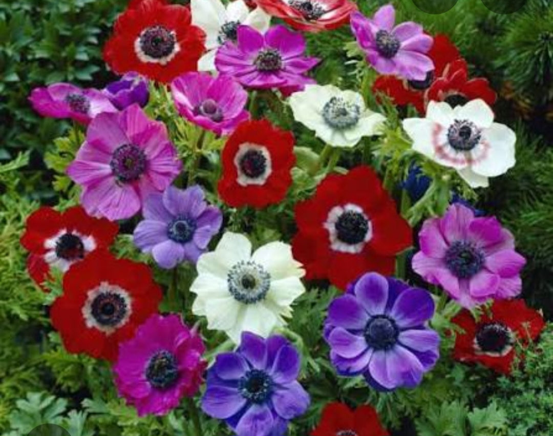Anemone bulbs