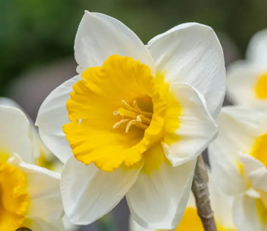 Daffodil Narcissus (Nargis)