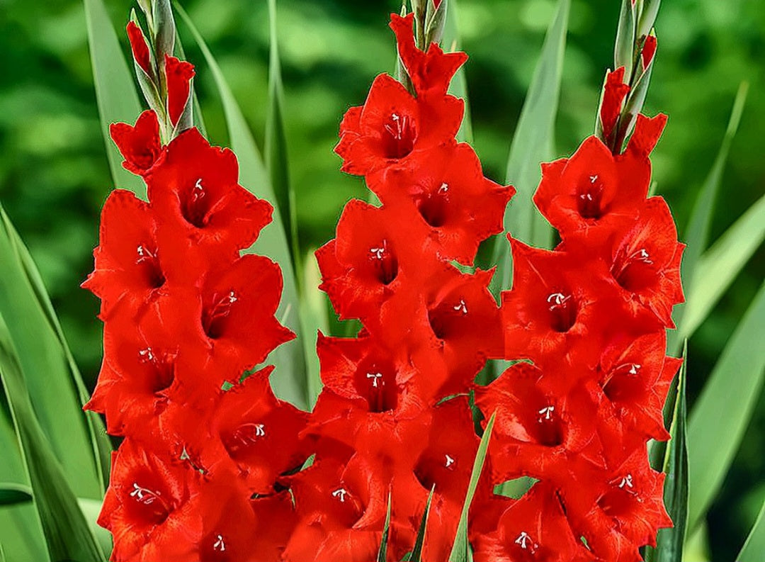 Gladiolas red bulbs