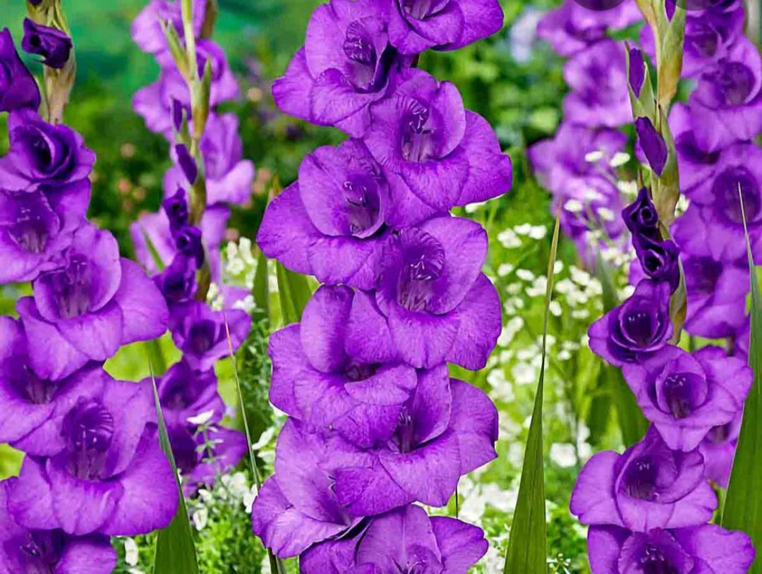 Gladiolas purple bulbs