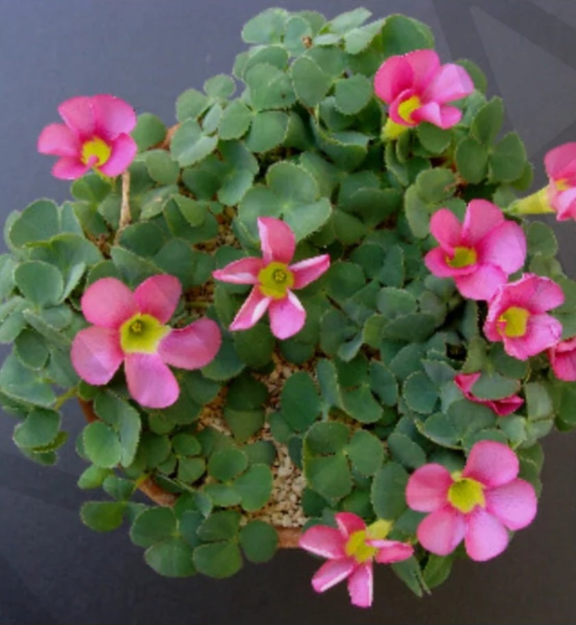 Oxalis Pink bulbs