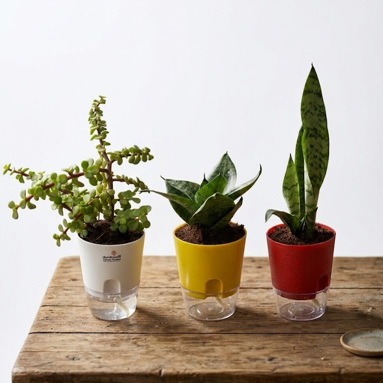 pack of 3 in self watering pot