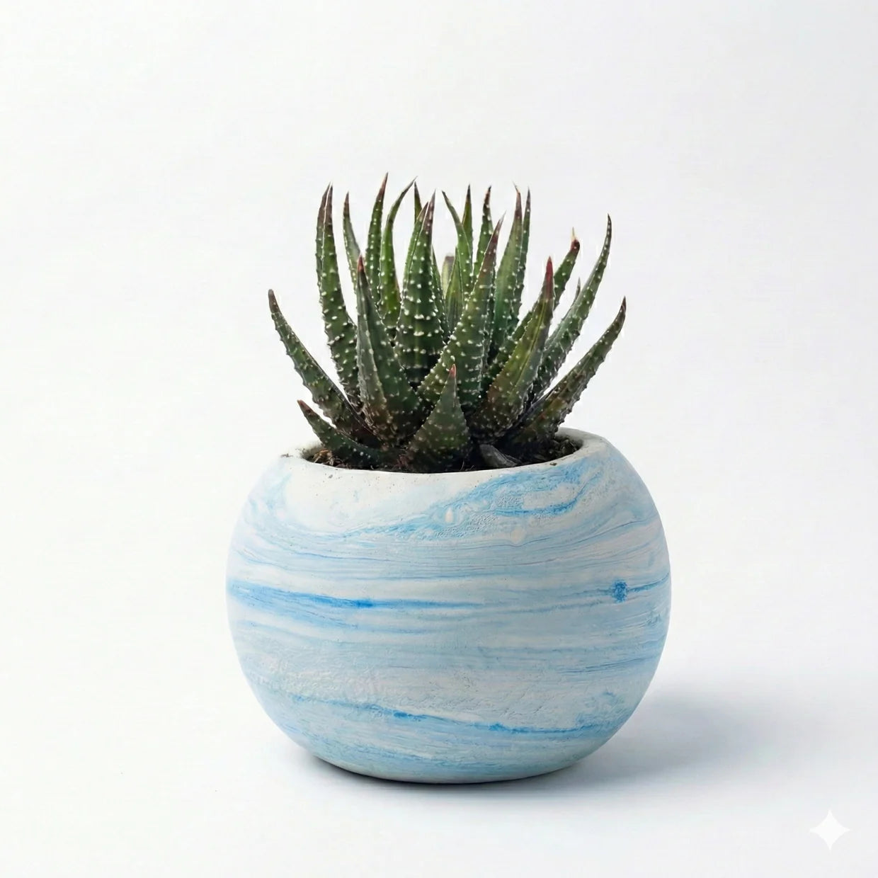 Haworthia attenuata in Marble Texture Round Pot