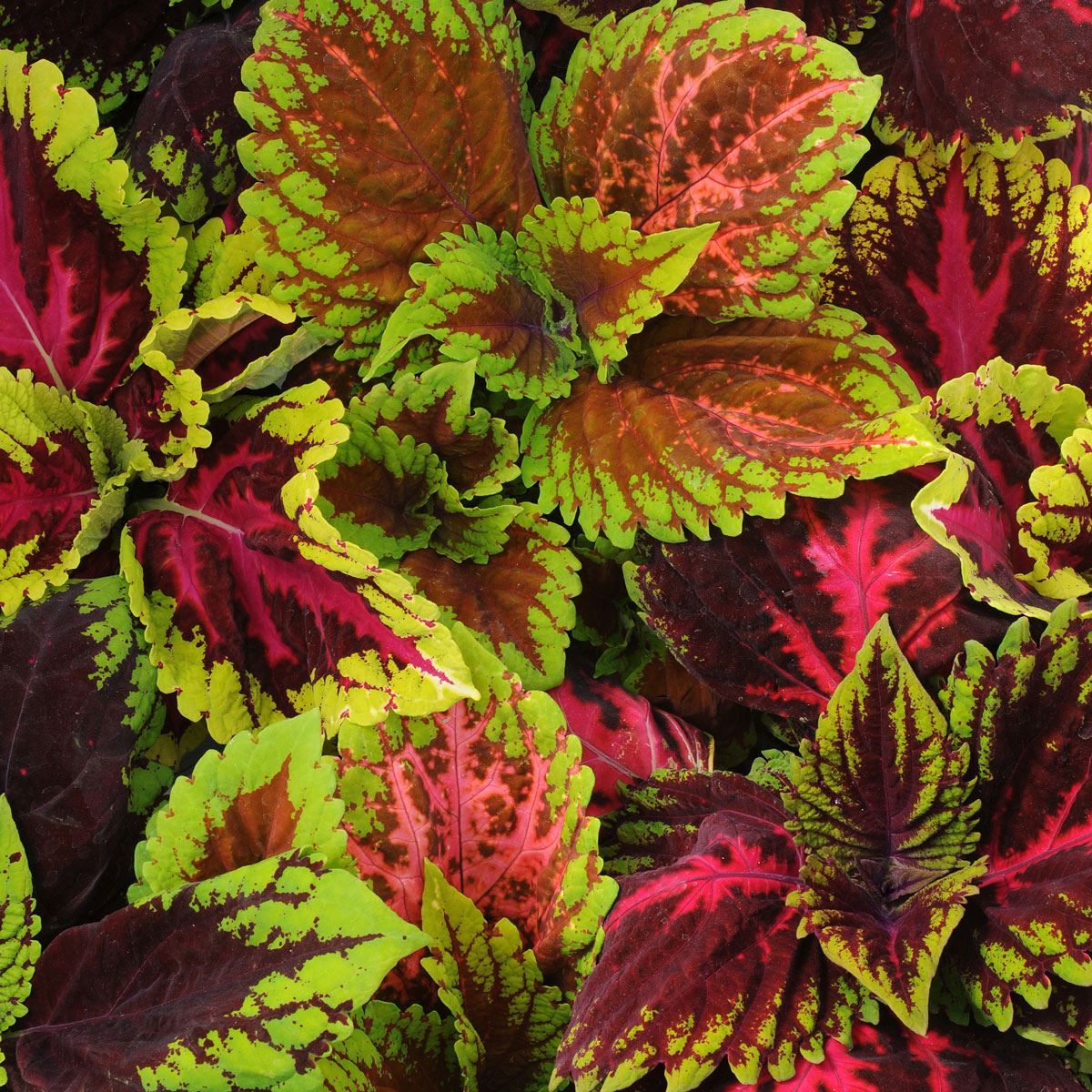 Coleus paneeri seedlings