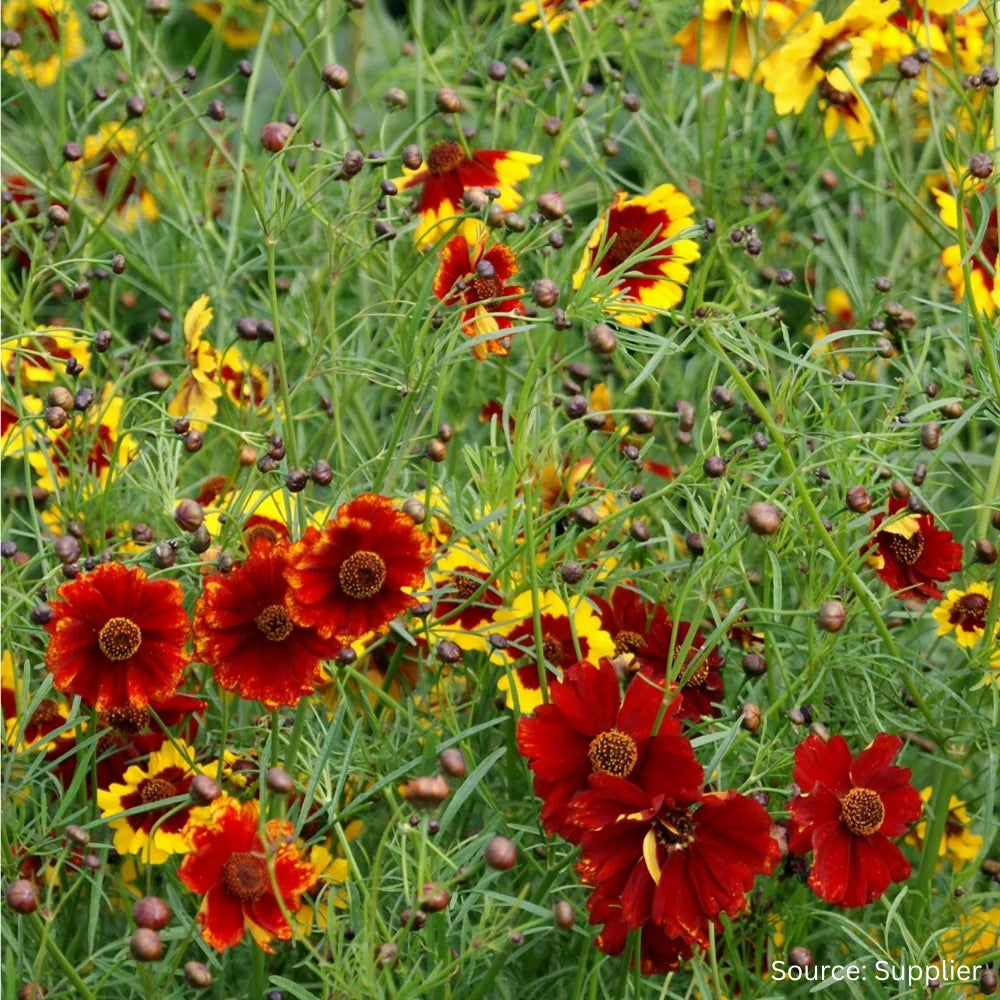 Coreopsis paneeri seedlings