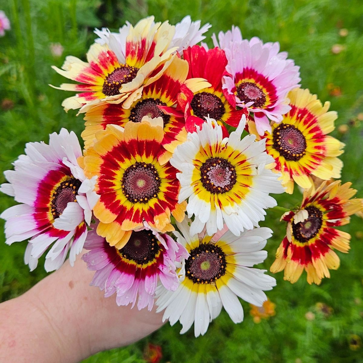 Chrysanthemum rainbow