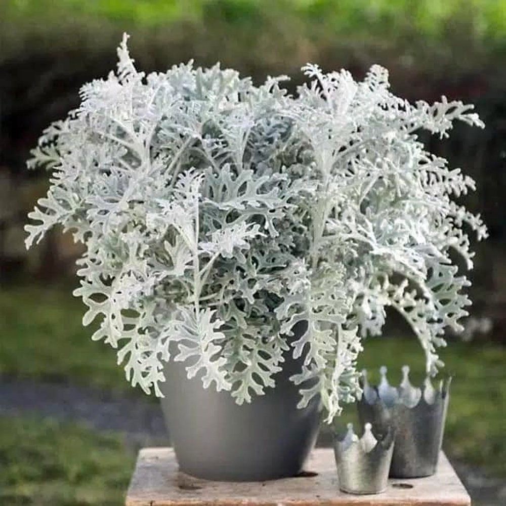 Cineraria silver leaf paneeri seedlings