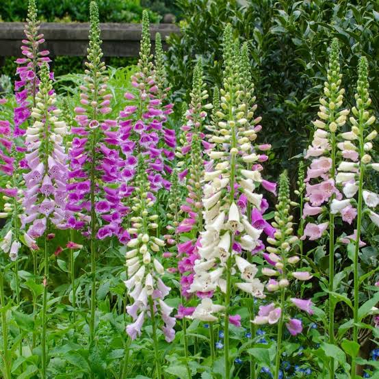 Digitalis