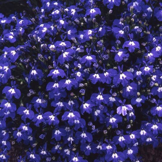 Lobelia Paneeri Seedling