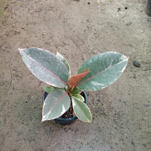 Rubber plant (ficus elastica)