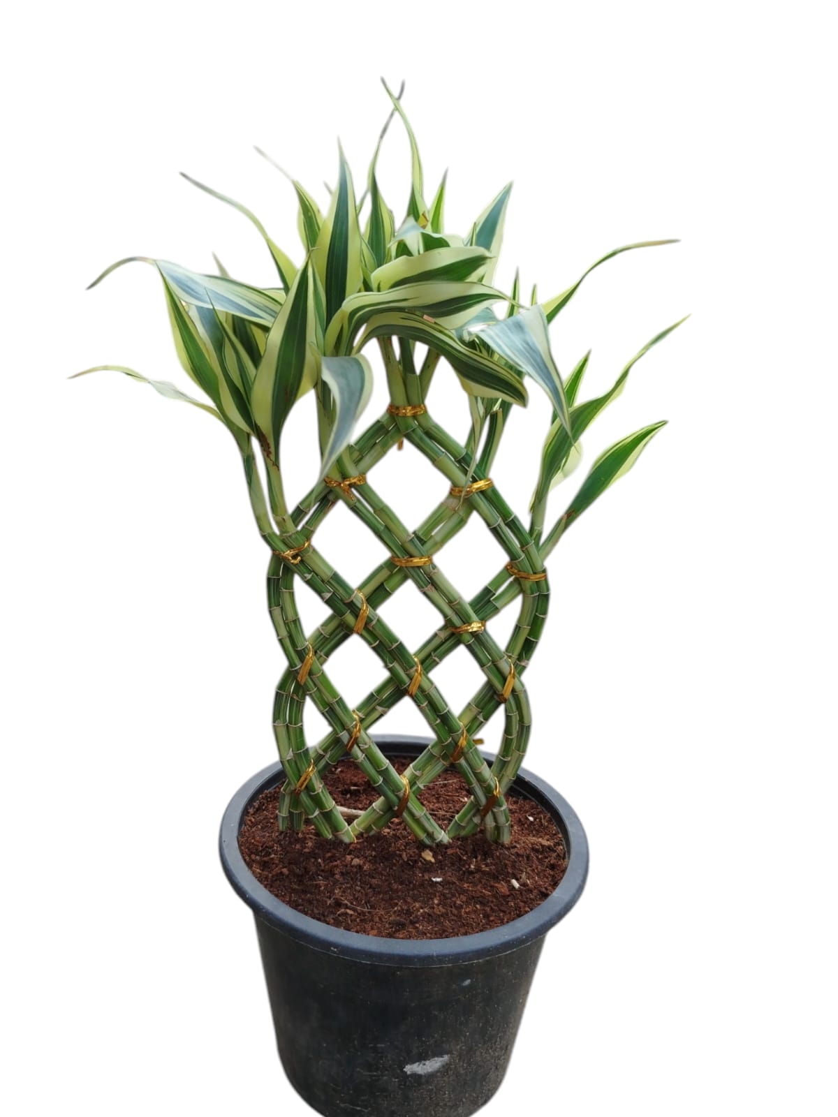 lucky bamboo plants for sale near me Lucky bamboo wall – Lalazar Nursery