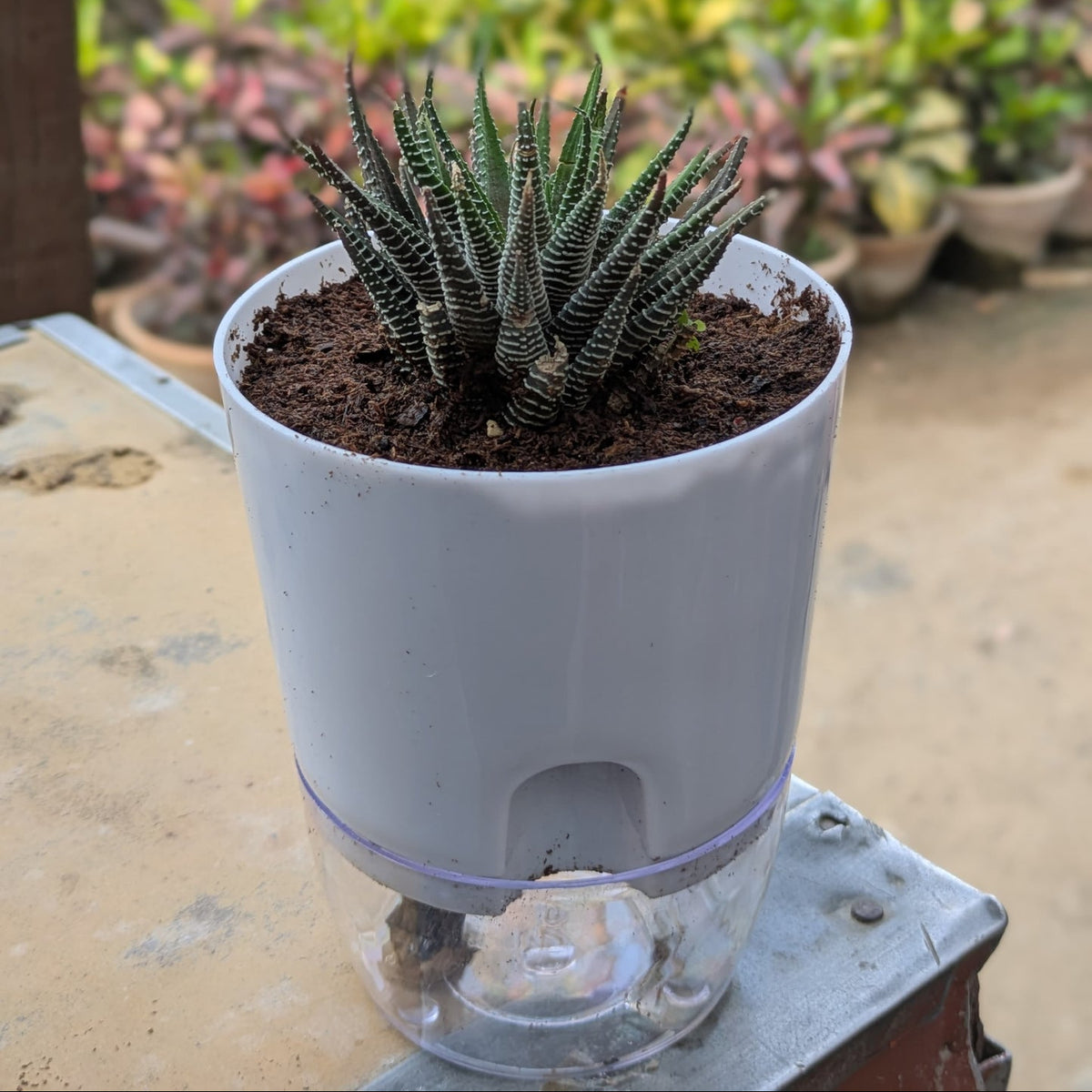 haworthia