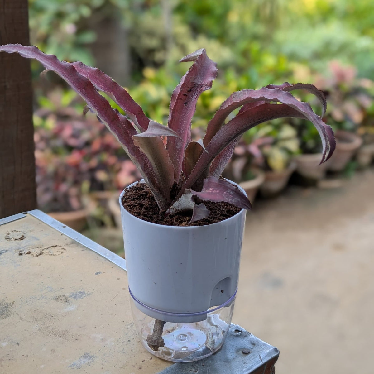bromeliad red