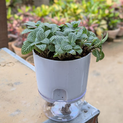 Fittonia