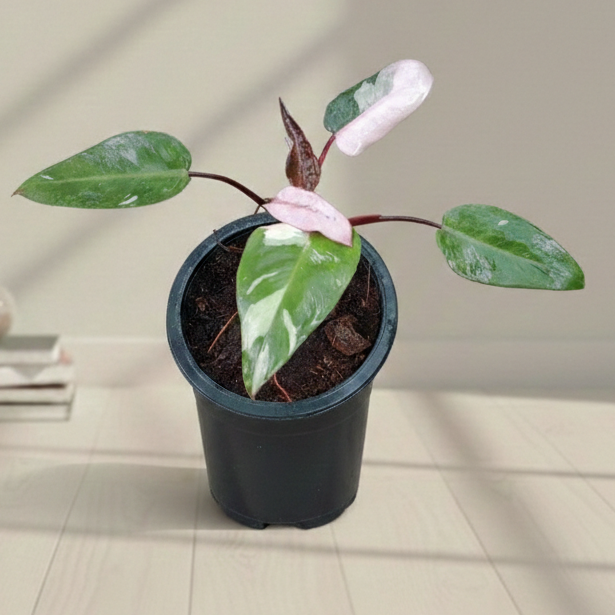 pink princess philodendron nursery philodendron pink pink princess – Lalazar Nursery