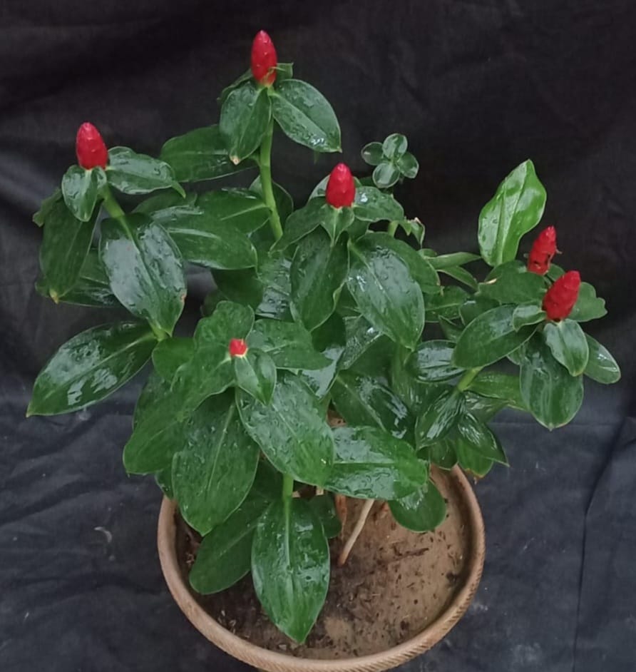 Costus woodsonii red button ginger