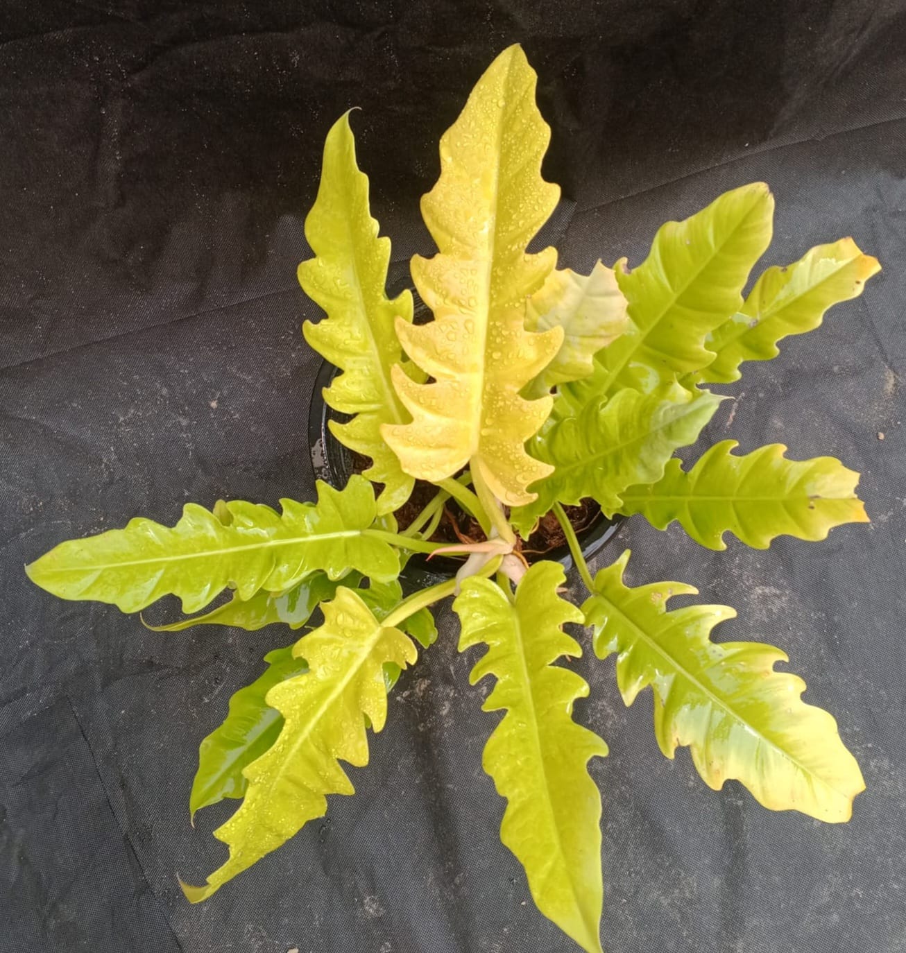 Philodendron ring of fire golden