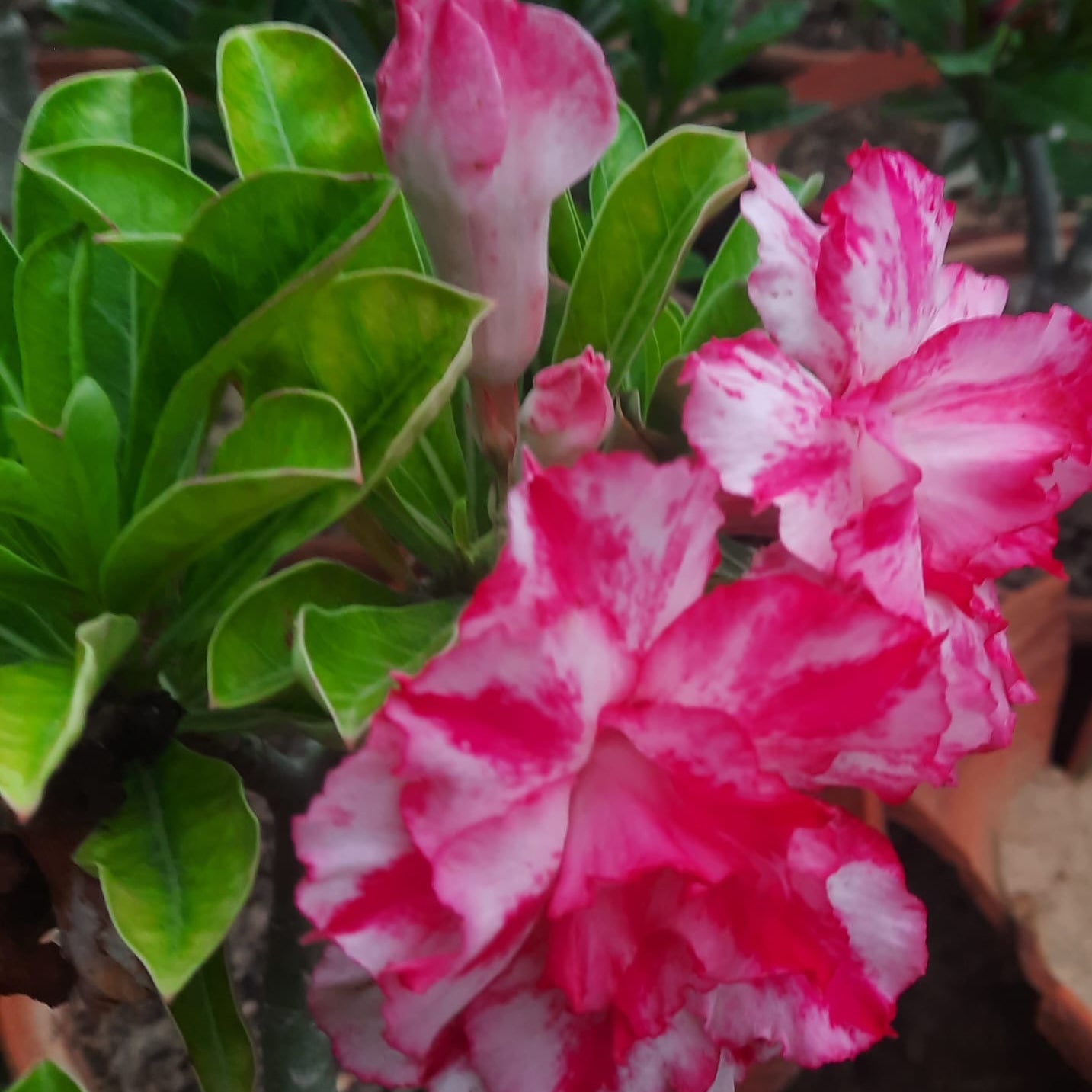 China champa (Adenium obesum) grafted thai