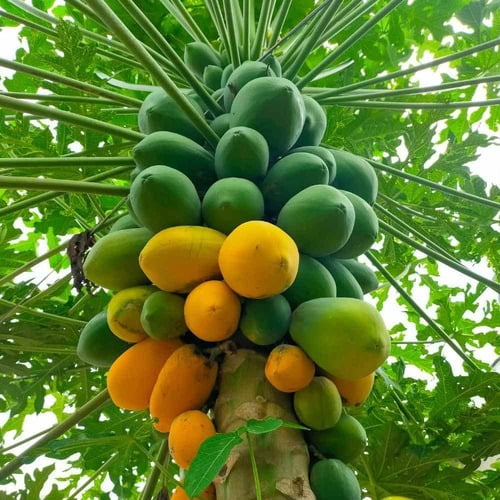 Papita (Papaya)