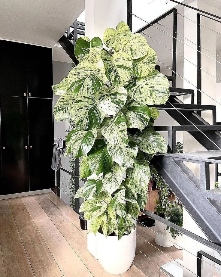 Money plant white (Epipremnum aureum marble queen)