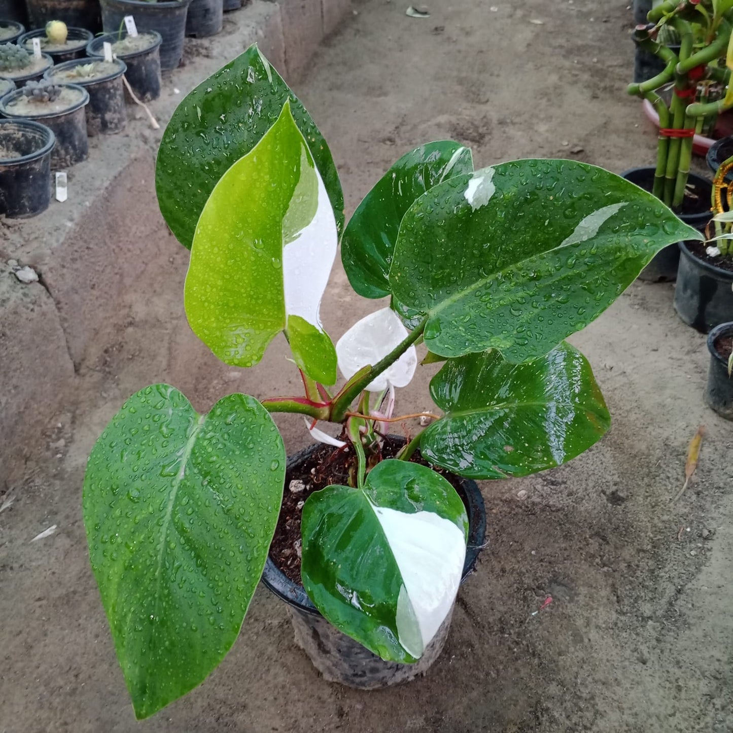 Philodendron white wizard