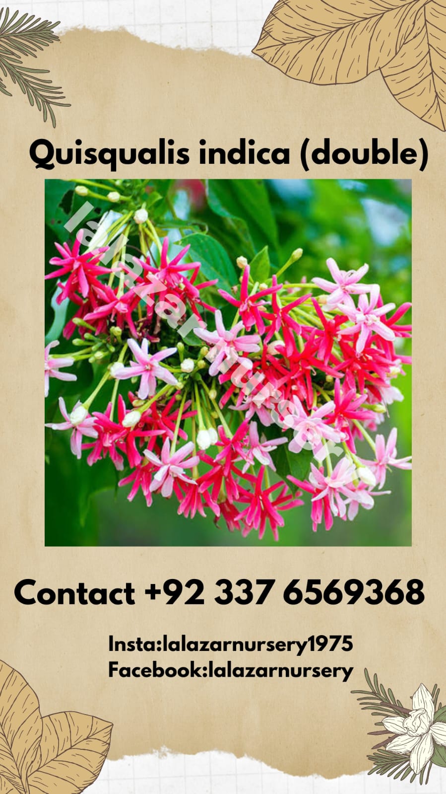 Sehra bail double Rangoon creeper (Combretum indica double)
