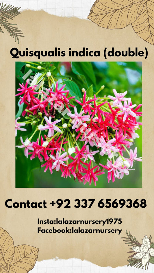 Sehra bail double Rangoon creeper (Combretum indica double)