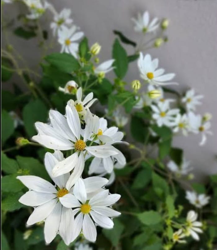 Daisy vine (Montanoa atriplicifolia)
