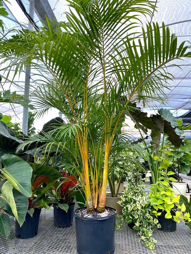 areca palm in pakistan Areca palm (Chrysalidocarpus lutescens)