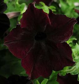 Petunia sophistica f1 /100 per seedling