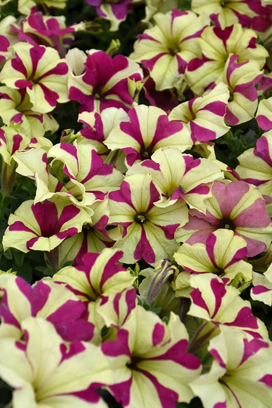 Petunia sophistica f1 /100 per seedling