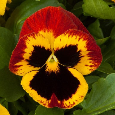 Pansy super majestic giant II F1 /12 SEEDLINGS PER POT