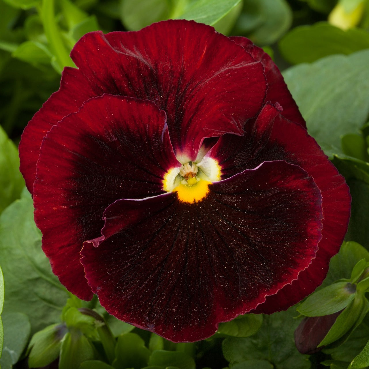 Pansy super majestic giant II F1 /12 SEEDLINGS PER POT