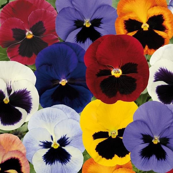 Pansy super majestic giant II F1 /12 SEEDLINGS PER POT