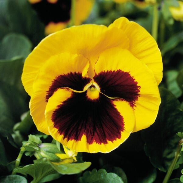 Pansy super majestic giant II F1 /12 SEEDLINGS PER POT