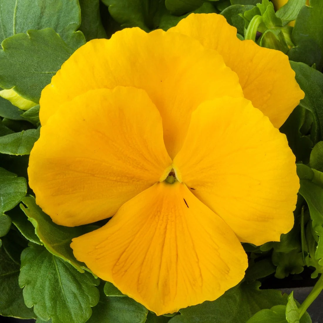 Pansy super majestic giant II F1 /12 SEEDLINGS PER POT