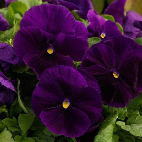 Pansy super majestic giant II F1 /12 SEEDLINGS PER POT