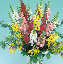 Antirrhinum admiral 12seedlings per pot