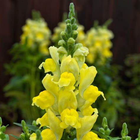Antirrhinum sonnet 12seedlings per pot