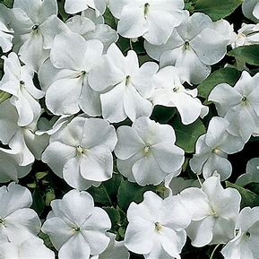 Impatiens walleriana F1 /12 seedlings per pot