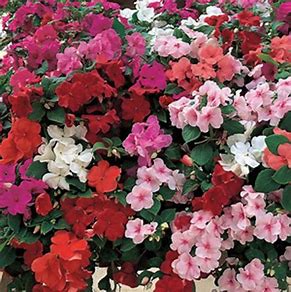 Impatiens walleriana F1 /12 seedlings per pot