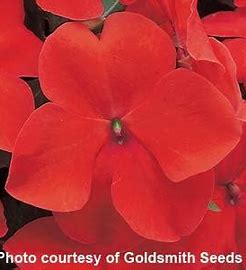 Impatiens walleriana F1 /12 seedlings per pot