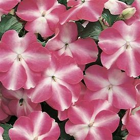 Impatiens walleriana F1 /12 seedlings per pot