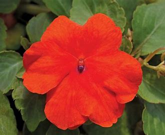 Impatiens walleriana F1 /12 seedlings per pot