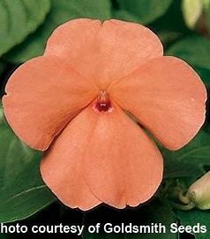 Impatiens walleriana F1 /12 seedlings per pot
